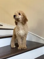 Douglas, a male Poodle - Standard  for sale in Lake Elsinore, CA – Photo 2 of 8