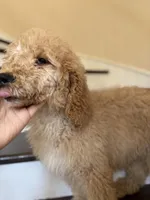 Douglas, a male Poodle - Standard  for sale in Lake Elsinore, CA – Photo 5 of 8