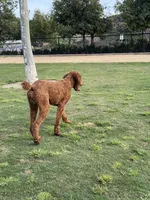 Douglas, a male Poodle - Standard  for sale in Lake Elsinore, CA – Photo 7 of 8