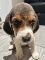 Toby, a male Beagle for sale in Lake Elsinore, CA – 9 of 10