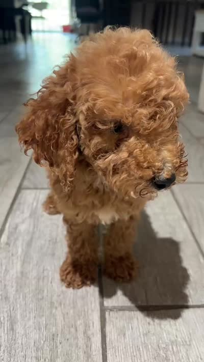 Cooper, a male Poodle - Standard  for sale in Lake Elsinore, CA – 7 of 10