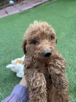 Cookie, a female Poodle - Standard  for sale in Lake Elsinore, CA – 4 of 6