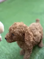 Bella, a female Poodle - Standard  for sale in Lake Elsinore, CA – 8 of 10