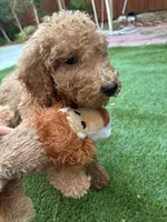 Honey, a female Poodle - Standard  for sale in Lake Elsinore, CA – 5 of 9