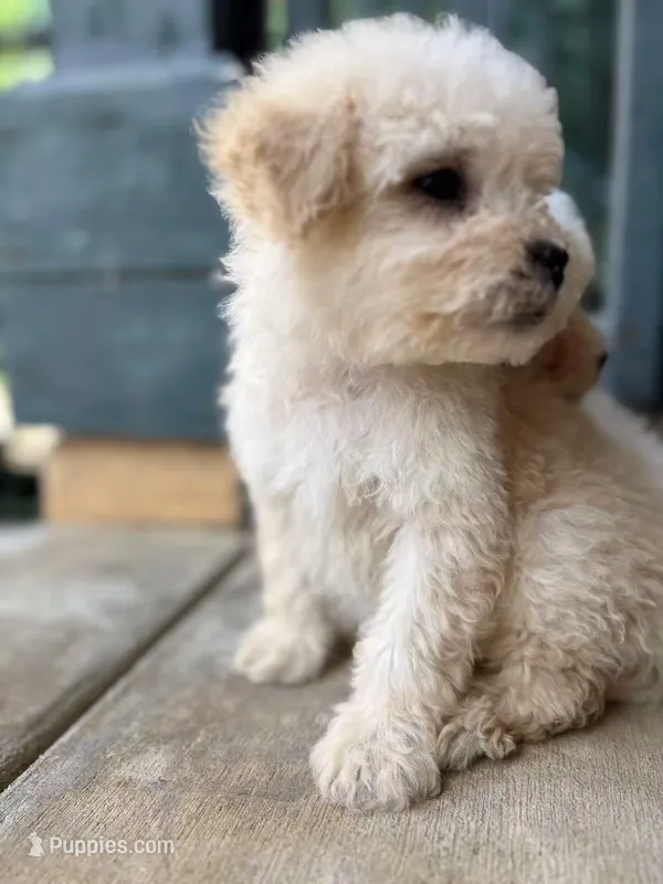Max – Poodle - Miniature  puppy for sale in Lake Elsinore, CA