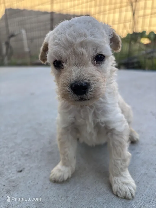 Max – Poodle - Miniature  puppy for sale in Lake Elsinore, CA