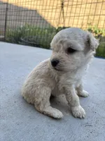 Max, a male Poodle - Miniature  for sale in Lake Elsinore, CA – Photo 2 of 8