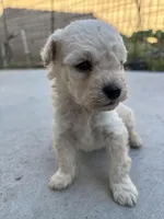 Max, a male Poodle - Miniature  for sale in Lake Elsinore, CA – Photo 4 of 8