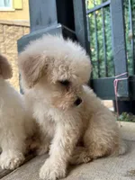 Max, a male Poodle - Miniature  for sale in Lake Elsinore, CA – 4 of 10