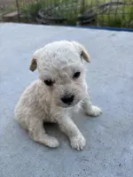 Max, a male Poodle - Miniature  for sale in Lake Elsinore, CA – Photo 5 of 8