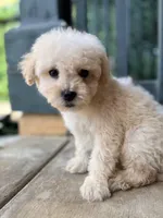 Max, a male Poodle - Miniature  for sale in Lake Elsinore, CA – 5 of 10