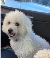 Max, a male Poodle - Miniature  for sale in Lake Elsinore, CA – 10 of 10