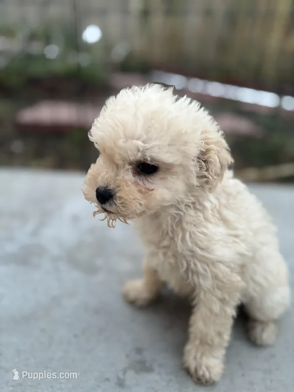 Max – Poodle - Miniature  puppy for sale in Lake Elsinore, CA