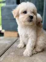 Max, a male Poodle - Miniature  for sale in Lake Elsinore, CA – 7 of 10