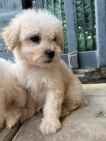 Max, a male Poodle - Miniature  for sale in Lake Elsinore, CA – 3 of 10