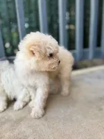 Max, a male Poodle - Miniature  for sale in Lake Elsinore, CA – 8 of 10