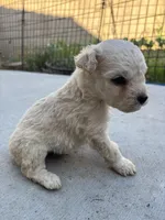 Max, a male Poodle - Miniature  for sale in Lake Elsinore, CA – Photo 7 of 8