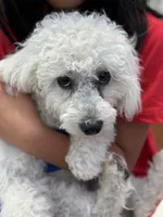 Max, a male Poodle - Miniature  for sale in Lake Elsinore, CA – 9 of 10