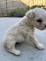 Max, a male Poodle - Miniature  for sale in Lake Elsinore, CA – Photo 3 of 8