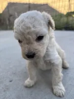 Max, a male Poodle - Miniature  for sale in Lake Elsinore, CA – Photo 6 of 8
