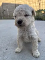 Max, a male Poodle - Miniature  for sale in Lake Elsinore, CA – Photo 8 of 8