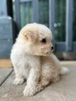 Max, a male Poodle - Miniature  for sale in Lake Elsinore, CA – 6 of 10