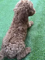 Coco, a female Poodle - Standard  for sale in Lake Elsinore, CA – 6 of 10