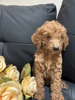 Daisy, a female Poodle - Standard  for sale in Lake Elsinore, CA – 1 of 10