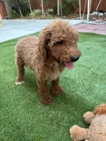 Bella, a female Poodle - Standard  for sale in Lake Elsinore, CA – 3 of 10