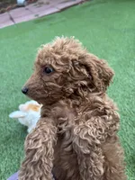 Cookie, a female Poodle - Standard  for sale in Lake Elsinore, CA – 2 of 6