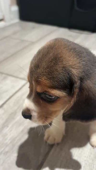 Toby, a male Beagle for sale in Lake Elsinore, CA – 10 of 10