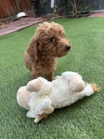 Charlie, a male Poodle - Standard  for sale in Lake Elsinore, CA – 5 of 9