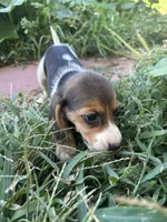 Lola, a female Beagle for sale in Lake Elsinore, CA – 4 of 10