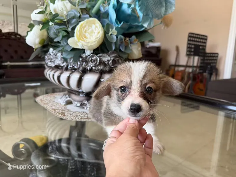 Betty – Pembroke Welsh Corgi puppy for sale in Lake Elsinore, CA