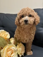 Molly, a female Poodle - Miniature  and Poodle - Standard  for sale in Lake Elsinore, CA – 4 of 10