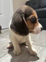 Toby, a male Beagle for sale in Lake Elsinore, CA – 4 of 10