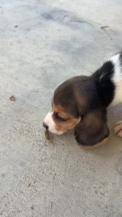 Lola, a female Beagle for sale in Lake Elsinore, CA – 9 of 10