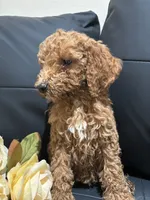 Daisy, a female Poodle - Standard  for sale in Lake Elsinore, CA – 3 of 10