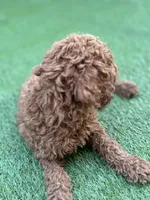 Cooper, a male Poodle - Standard  for sale in Lake Elsinore, CA – 3 of 10