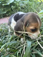 Molly, a female Beagle for sale in Lake Elsinore, CA – 4 of 9