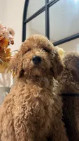 Simba, a male Poodle - Standard  for sale in Lake Elsinore, CA – 3 of 10