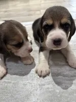 Honey, a female Beagle for sale in Lake Elsinore, CA – 4 of 10