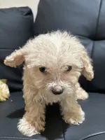 Bella, a female Poodle - Miniature  for sale in Lake Elsinore, CA – 2 of 10