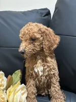 Daisy, a female Poodle - Standard  for sale in Lake Elsinore, CA – 2 of 10