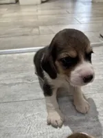Honey, a female Beagle for sale in Lake Elsinore, CA – 5 of 10