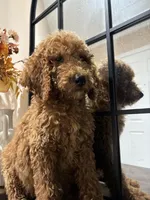 Simba, a male Poodle - Standard  for sale in Lake Elsinore, CA – 6 of 10