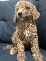 Daisy, a female Poodle - Standard  for sale in Lake Elsinore, CA – 6 of 10