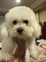 Simba, a male Bichon Frise for sale in Lake Elsinore, CA – 2 of 5
