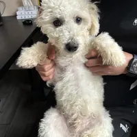 Leo, a male Poodle - Miniature  for sale in Lake Elsinore, CA – Photo 4 of 5