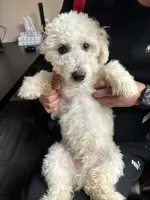 Leo, a male Poodle - Miniature  for sale in Lake Elsinore, CA – Photo 4 of 5